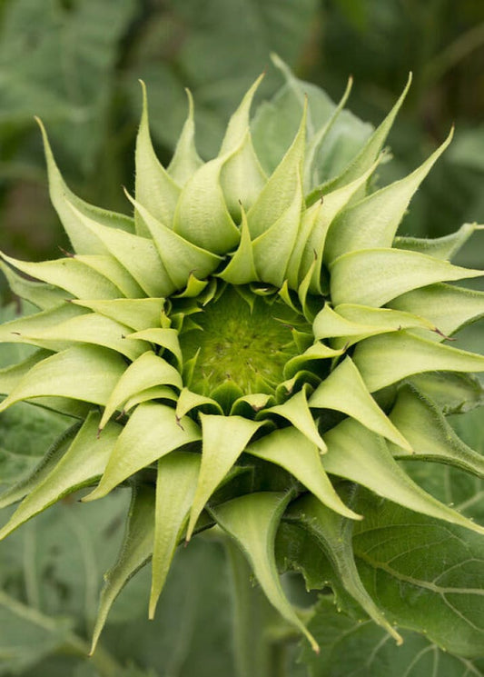 Sunflower SunFill™ Green F1 | Helianthus annuus | Sunflower for Florists therapyofflowers.com