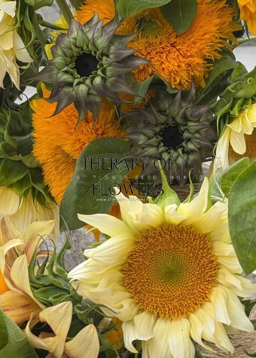 Sunflower SunFill™ Purple F1 | Helianthus annuus | Sunflower for Florists therapyofflowers.com
