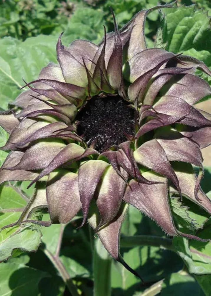 SunflowerSunflower SunFill Purple F1 | Helianthus annuus | Sunflower for Florists therapyofflowers.com