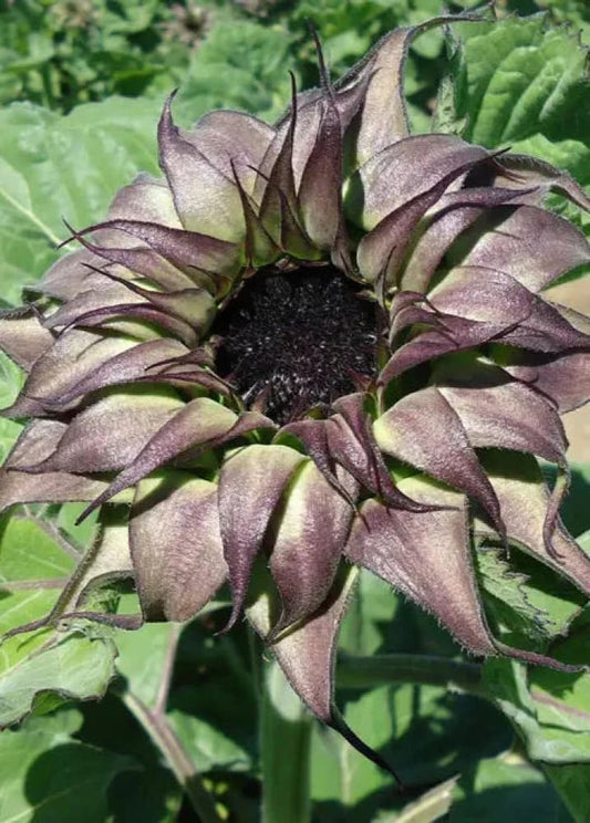 SunflowerSunflower SunFill Purple F1 | Helianthus annuus | Sunflower for Florists therapyofflowers.com