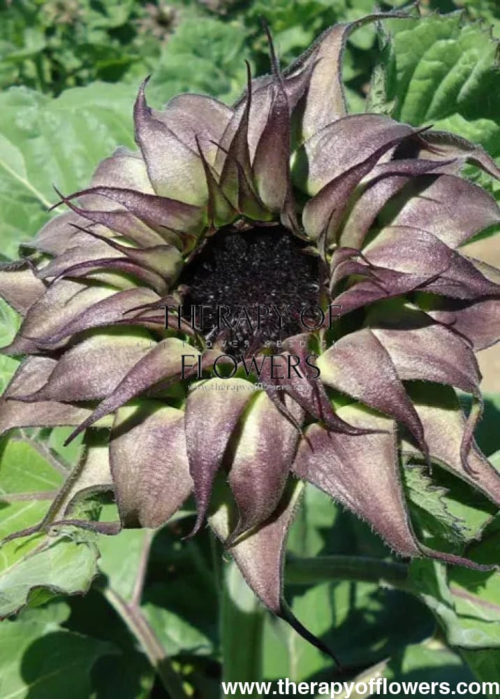 SunflowerSunflower SunFill Purple F1 | Helianthus annuus | Sunflower for Florists therapyofflowers.com