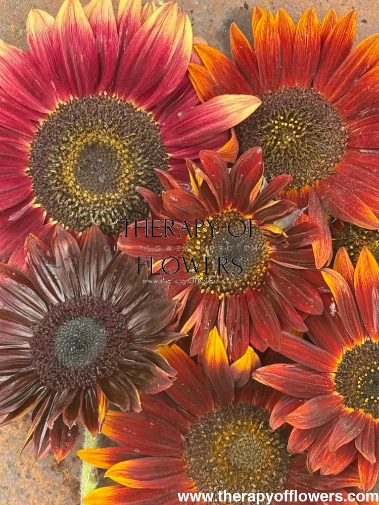 Sunflower Tall Red Sun | Helianthus annuus therapyofflowers.com