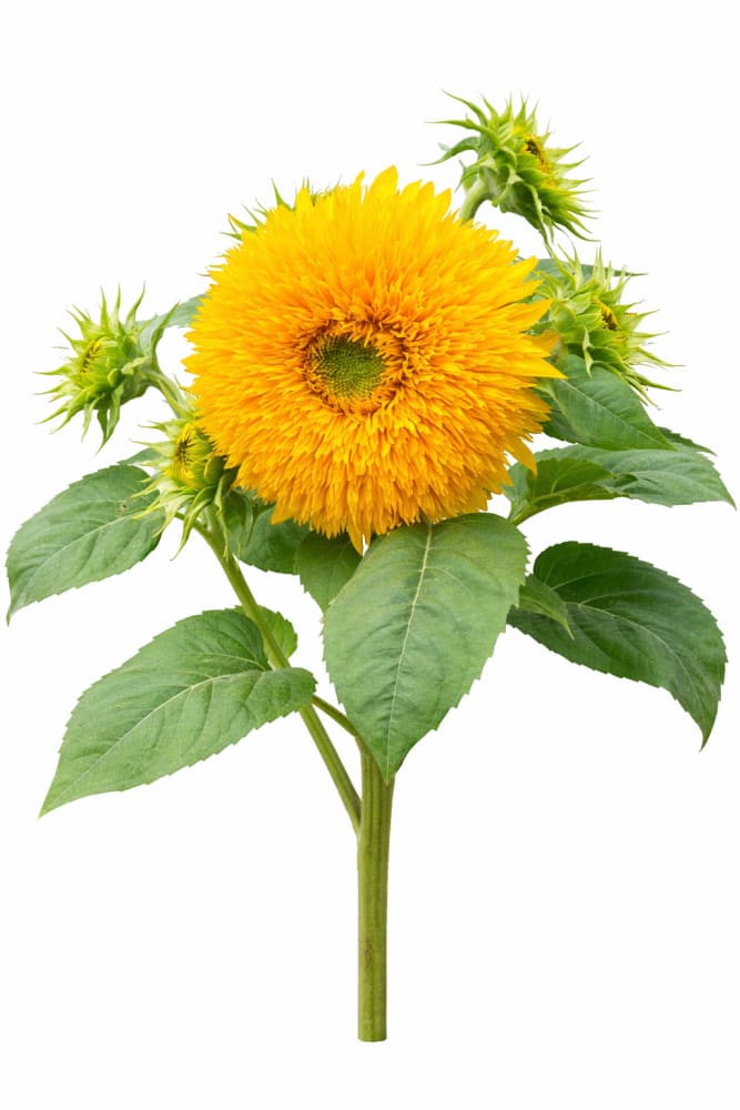 Sunflower Teddy Bear F1 | Helianthus annuus | Sunflower for container, garden therapyofflowers.com