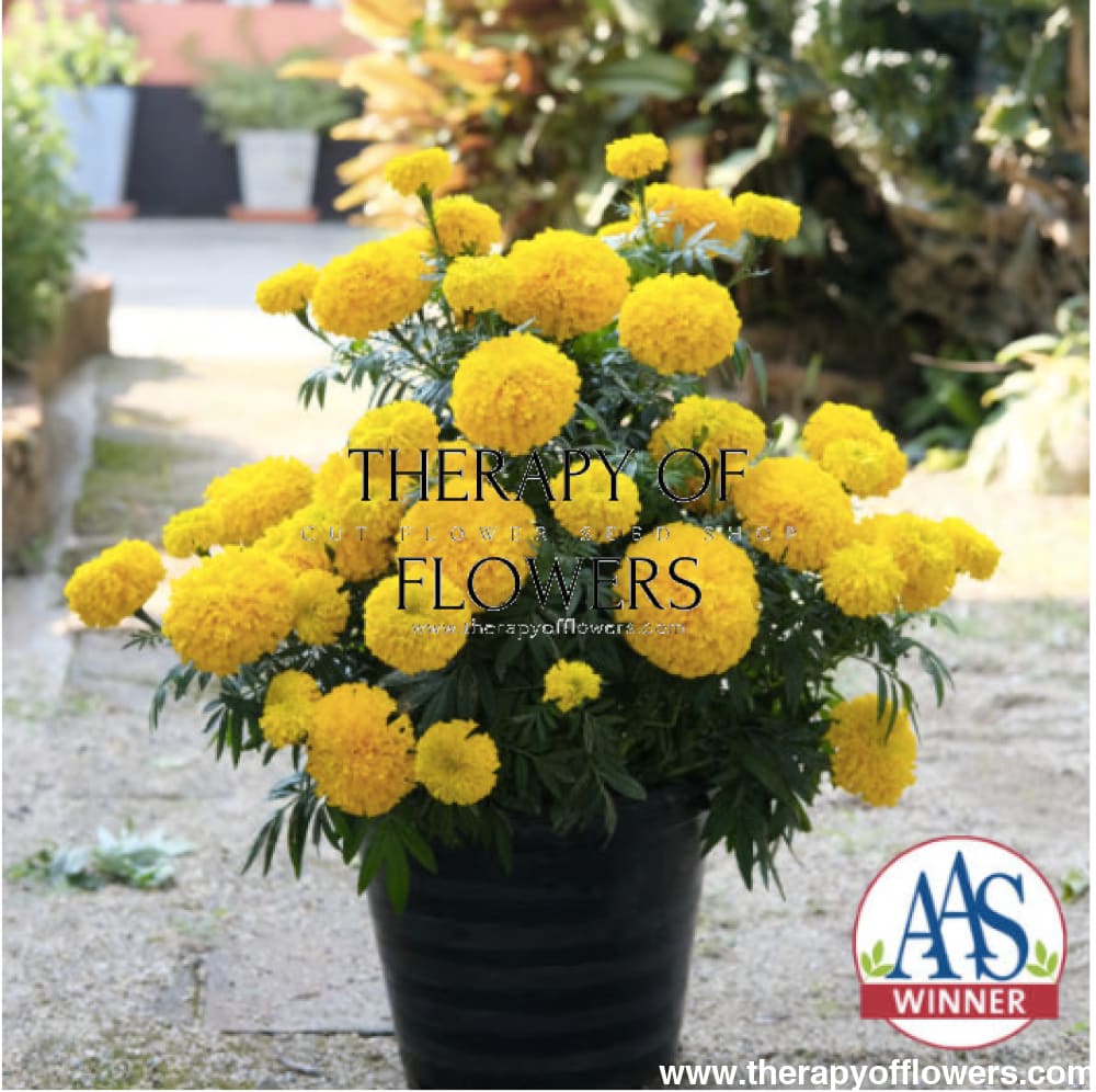 Tagetes erecta | Marigold Big Duck® Gold therapyofflowers.com