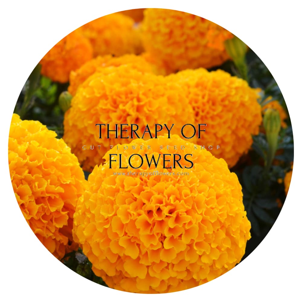 Tagetes erecta | Marigold Big Duck® Orange therapyofflowers.com