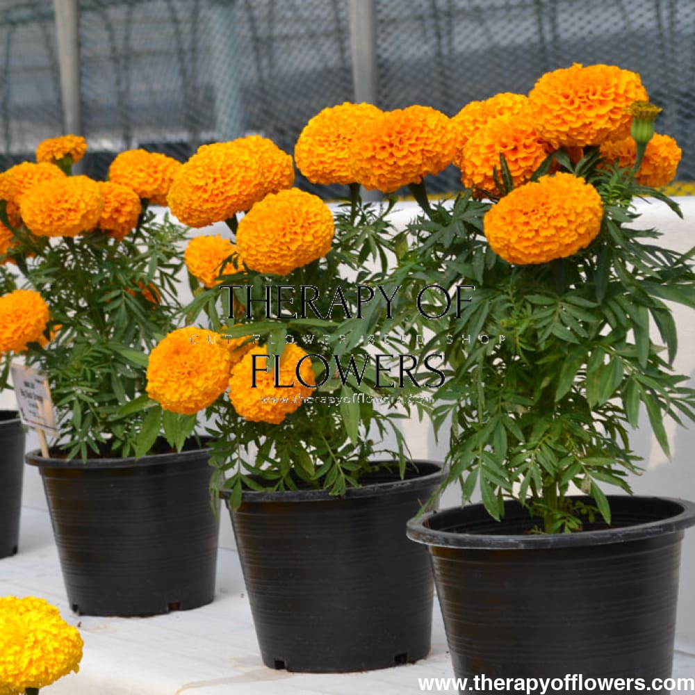 Tagetes erecta | Marigold Big Duck® Orange therapyofflowers.com