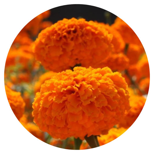 Tagetes erecta | Marigold Chedi® Orange therapyofflowers.com