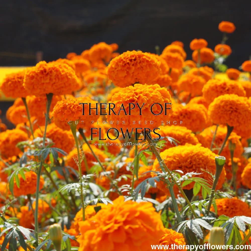 Tagetes erecta | Marigold Chedi® Orange therapyofflowers.com