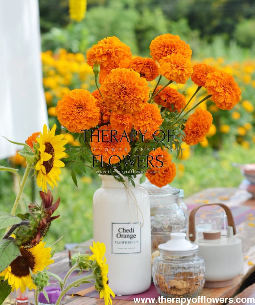 Tagetes erecta | Marigold Chedi® Orange therapyofflowers.com