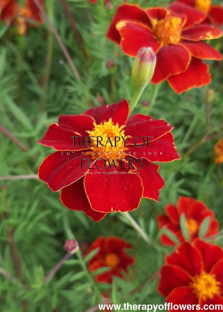 Tagetes patula Linnaeus Burning Embers | French Marigold | Height - 70 cm therapyofflowers.com