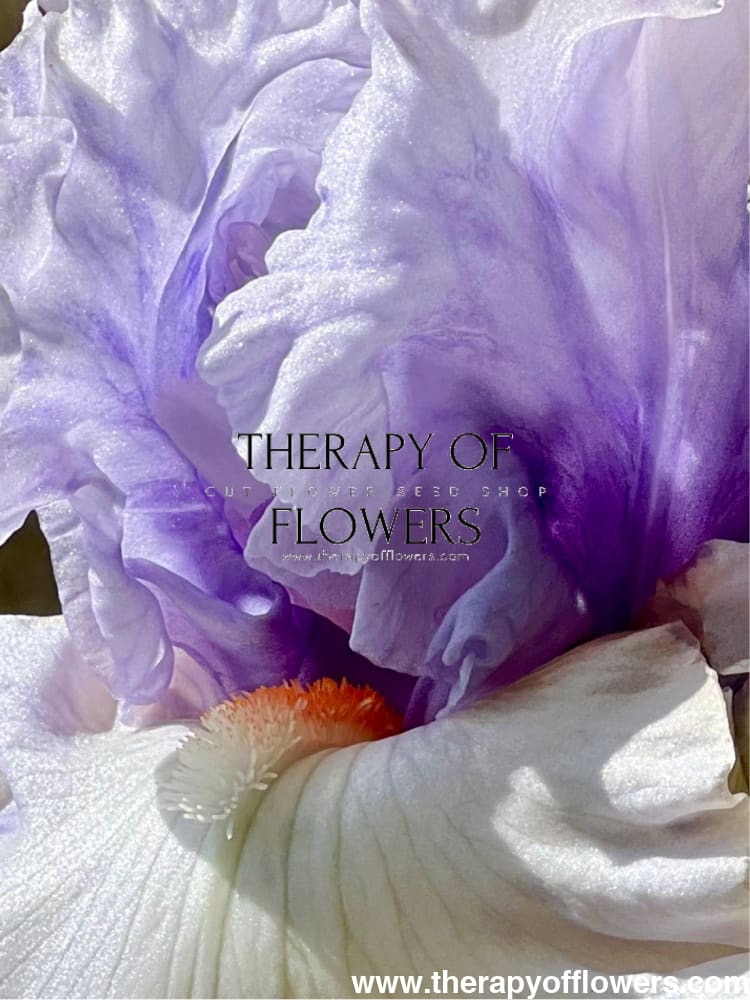 Tall Bearded Iris ‘Fogbound’ | Iris germanica therapyofflowers.com