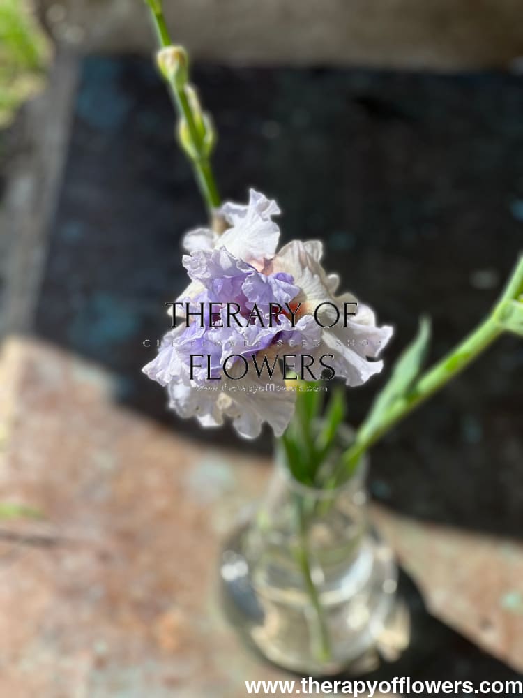Tall Bearded Iris ‘Fogbound’ | Iris germanica therapyofflowers.com