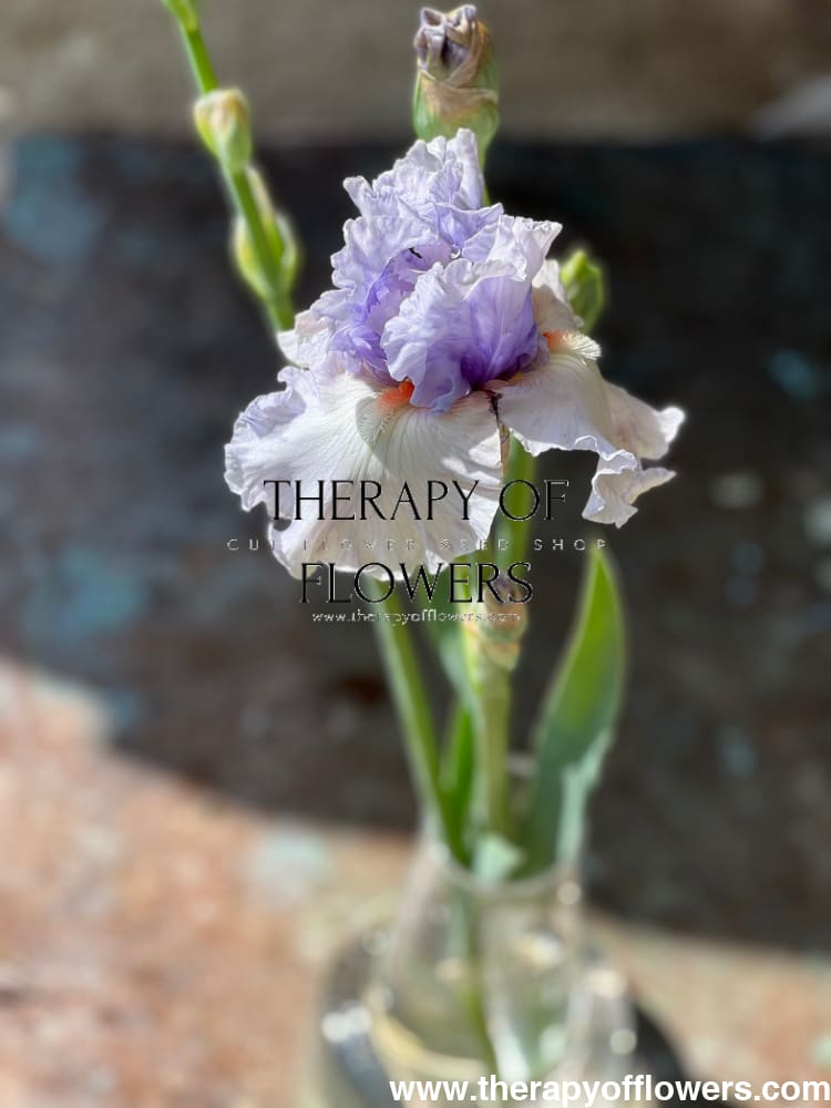 Tall Bearded Iris ‘Fogbound’ | Iris germanica therapyofflowers.com