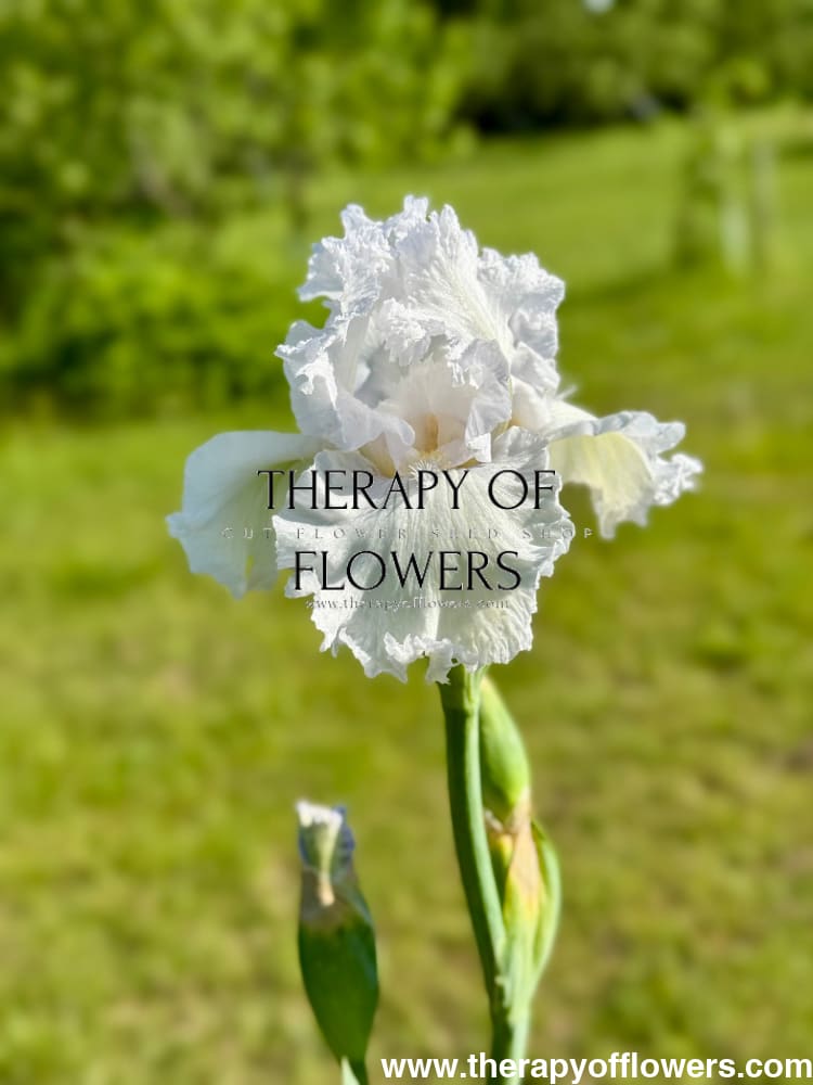 Tall Bearded Iris ‘Queen Of Angels’ | Iris germanica therapyofflowers.com