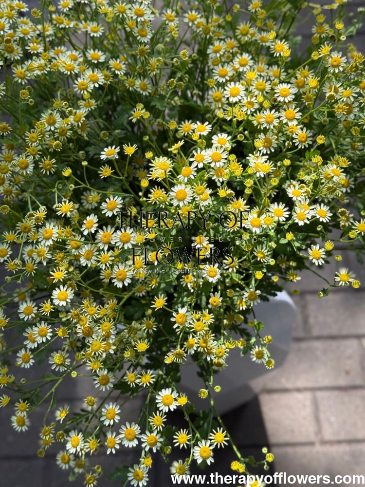Tanacetum parthenium Camilla | Pelleted therapyofflowers.com