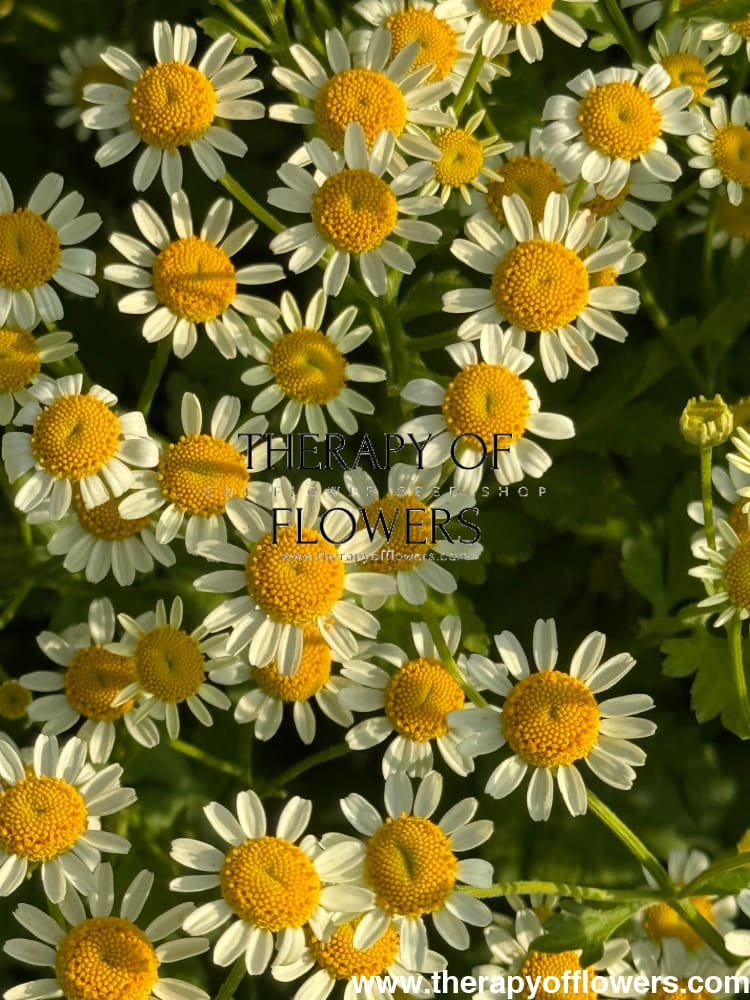 Tanacetum parthenium Camilla | Pelleted therapyofflowers.com