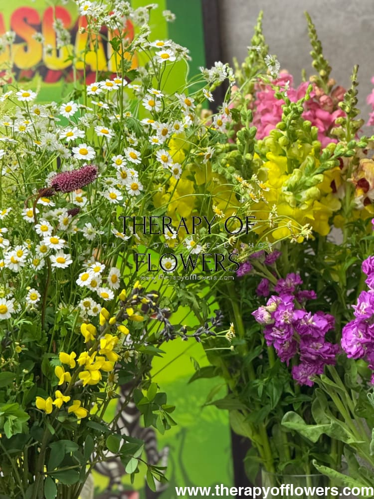 Tanacetum parthenium Campagne | Feverfew therapyofflowers.com