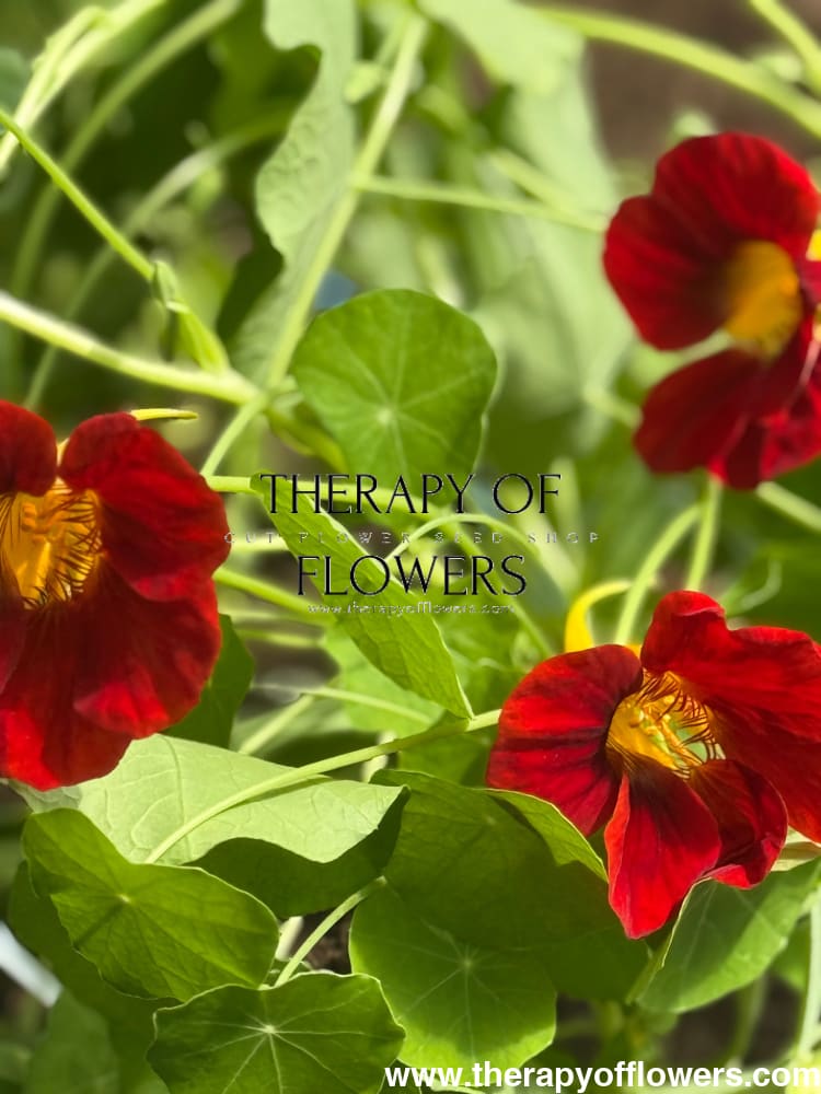 Tropaeolum majus Black Velvet | Nasturtium therapyofflowers.com