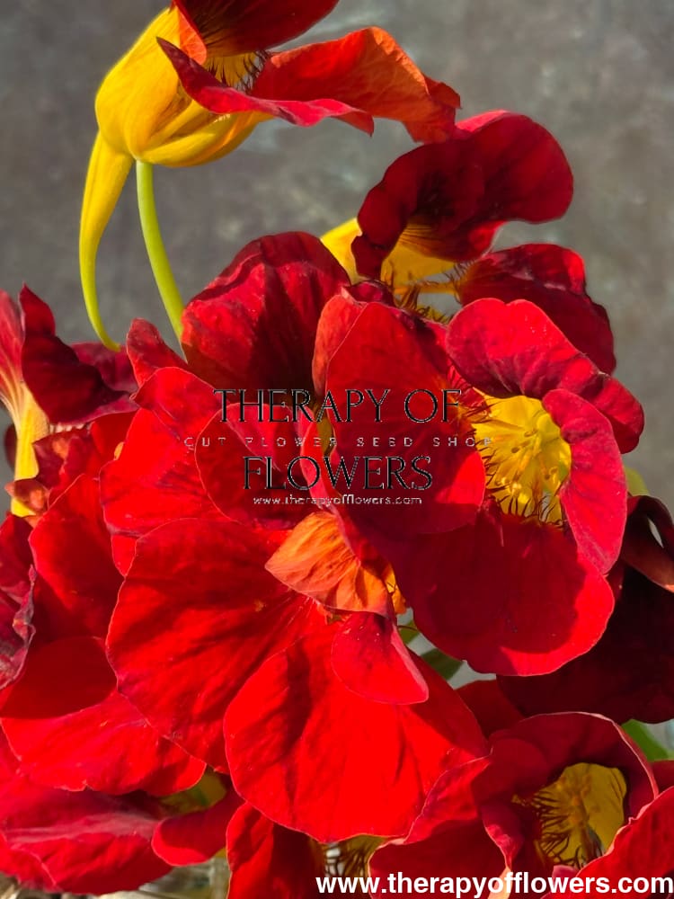 Tropaeolum majus Black Velvet | Nasturtium 20 seeds / Maroon Velvet seeds