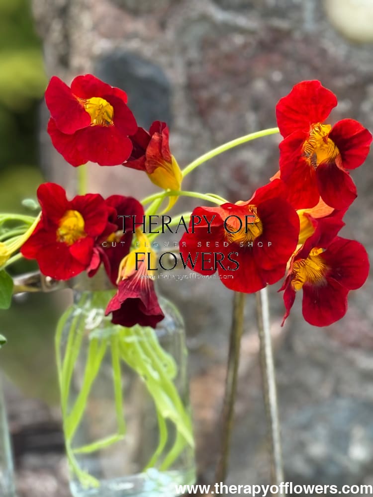 Tropaeolum majus Black Velvet | Nasturtium 20 seeds / Maroon Velvet seeds
