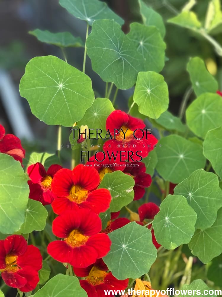 Tropaeolum majus Black Velvet | Nasturtium therapyofflowers.com