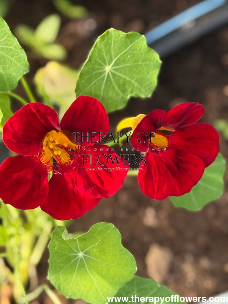 Tropaeolum majus Black Velvet | Nasturtium therapyofflowers.com