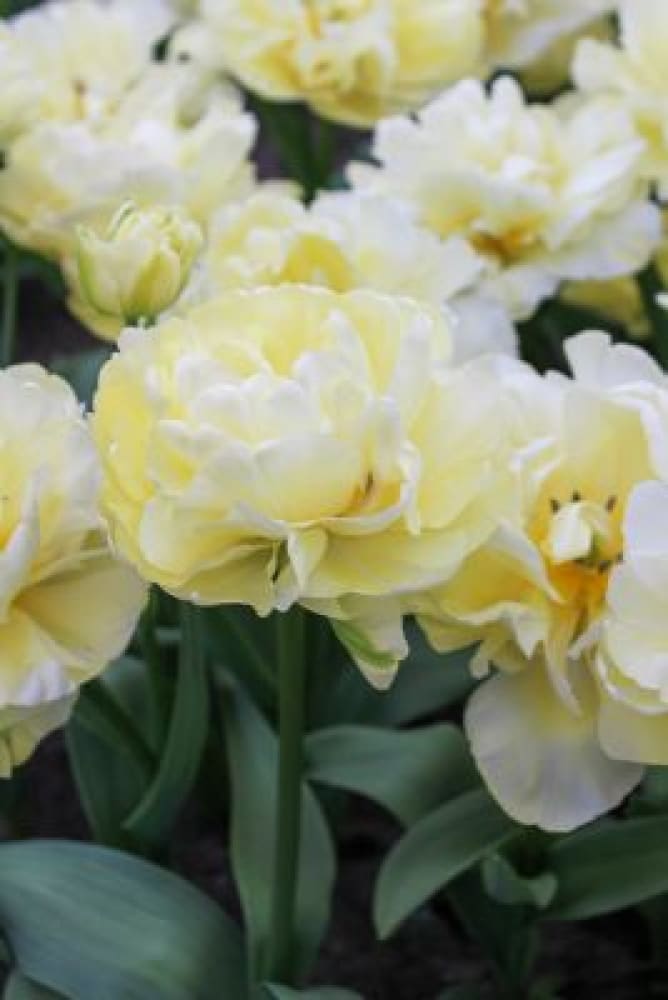 Tulip Casablanca | Fragrant Double Late Tulip 10 / 11/12 Bulbs