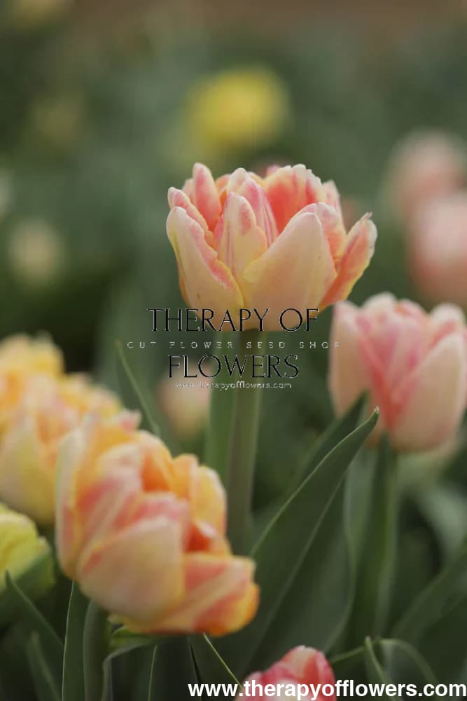 Tulip Foxy Foxtrot therapyofflowers.com