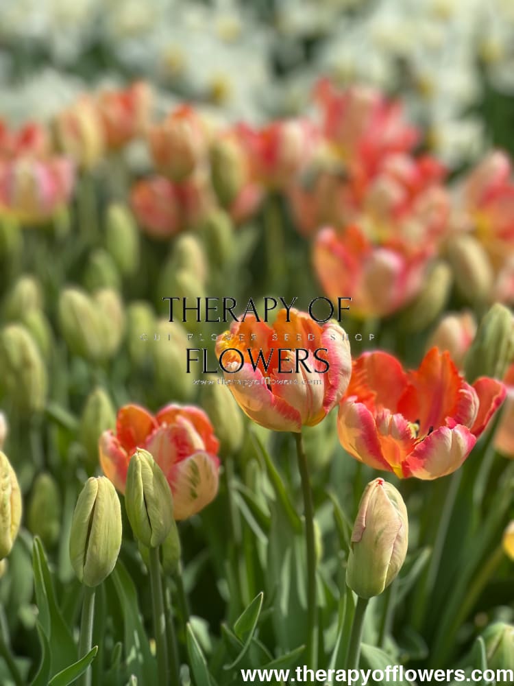 Tulip Salmon Parrot therapyofflowers.com