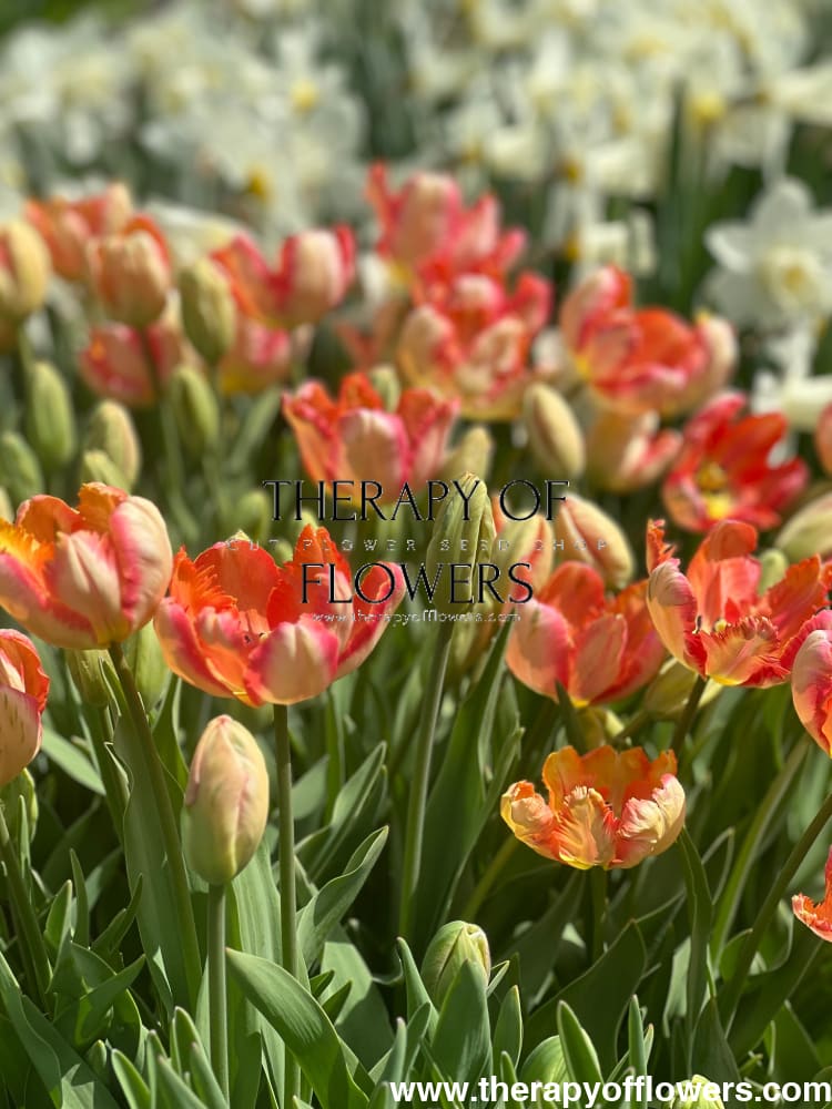 Tulip Salmon Parrot therapyofflowers.com