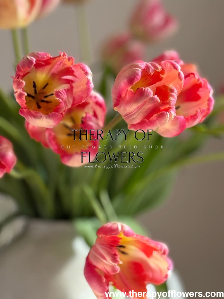 Tulip Salmon Parrot therapyofflowers.com