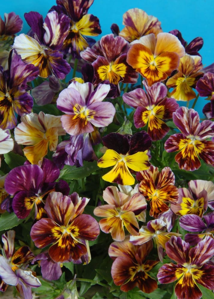 Viola cornuta Brush Strokes | Horned Pansy | Historic Striped Violas therapyofflowers.com