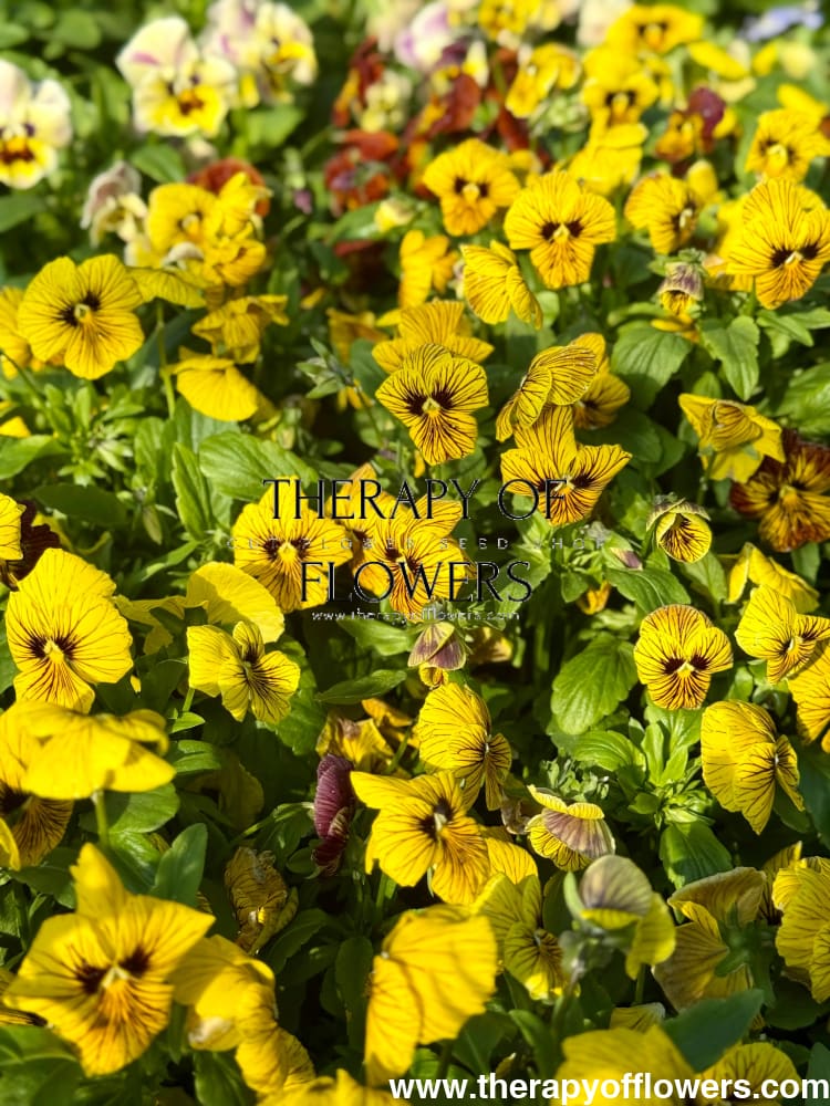 Viola cornuta Dragon Eye mix F1 | Horned Pansy therapyofflowers.com