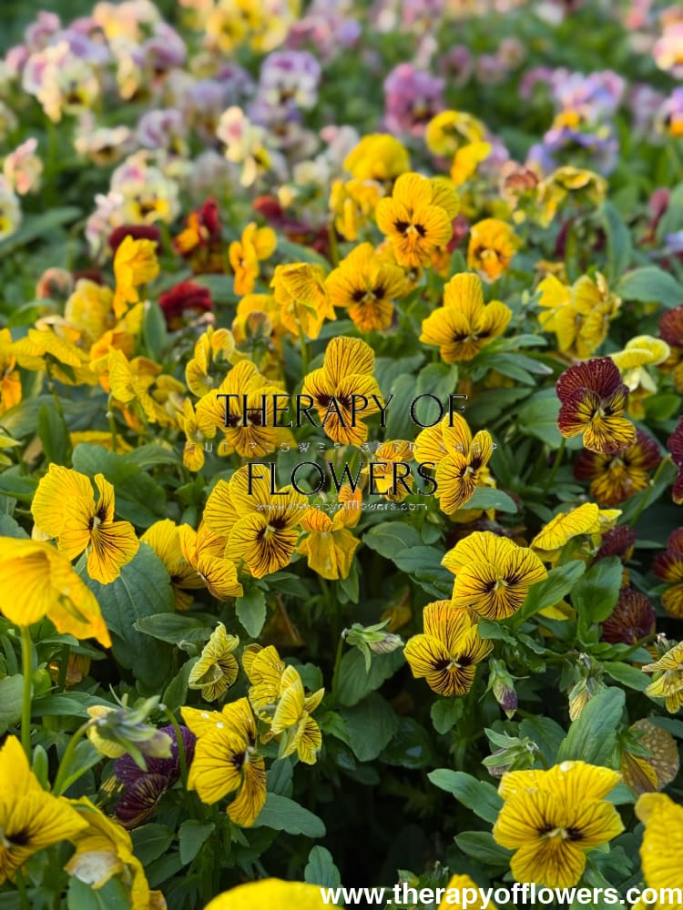 Viola cornuta Dragon Eye mix F1 | Horned Pansy therapyofflowers.com