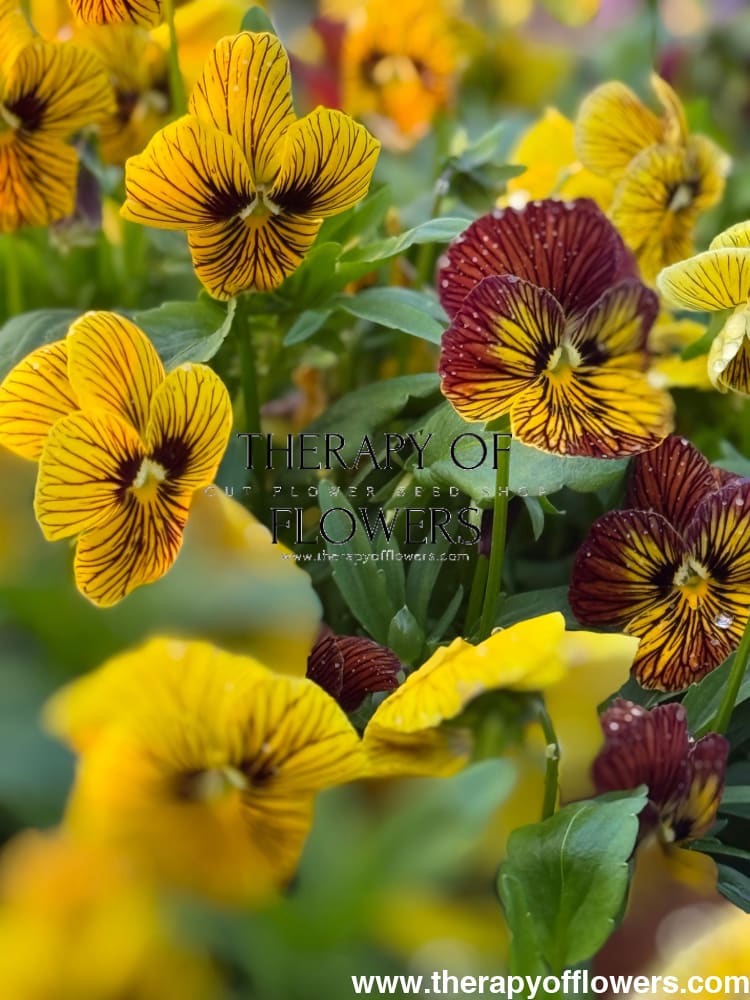 Viola cornuta Dragon Eye mix F1 | Horned Pansy therapyofflowers.com