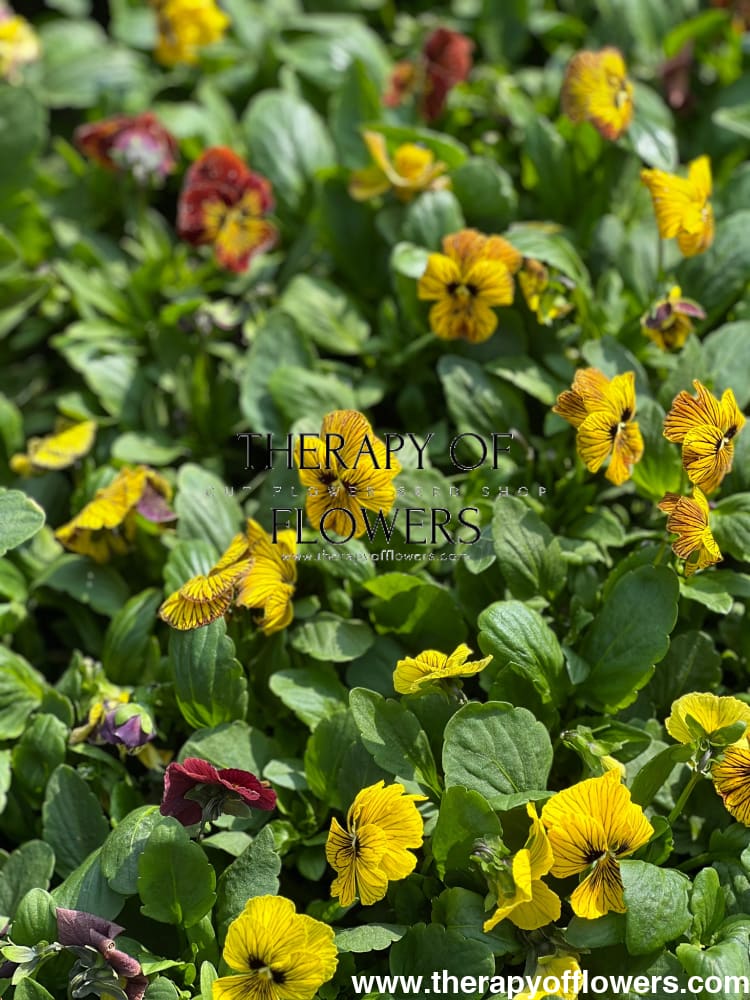 Viola cornuta Dragon Eye mix F1 | Horned Pansy therapyofflowers.com