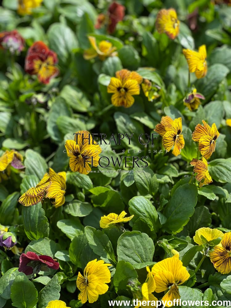 Viola cornuta Dragon Eye mix F1 | Horned Pansy therapyofflowers.com