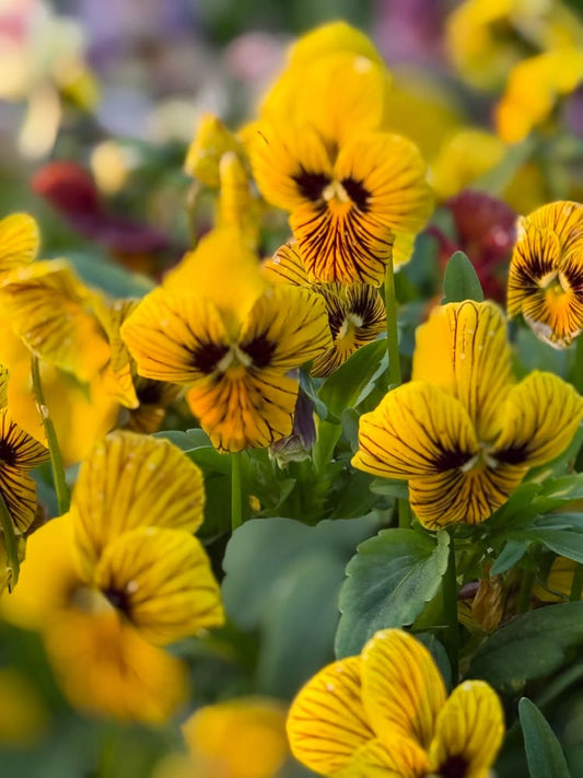 Viola cornuta Dragon Eye mix F1 | Horned Pansy therapyofflowers.com