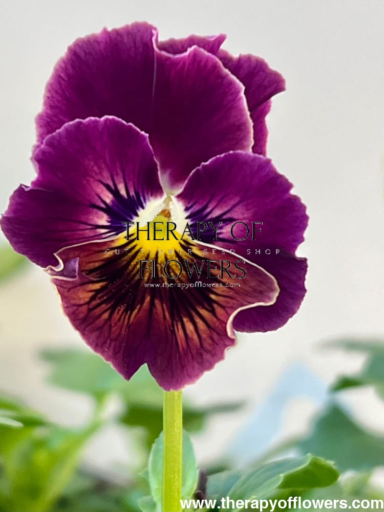 Viola cornuta Frizzle Sizzle Mini Tapestry | Horned Pansy therapyofflowers.com