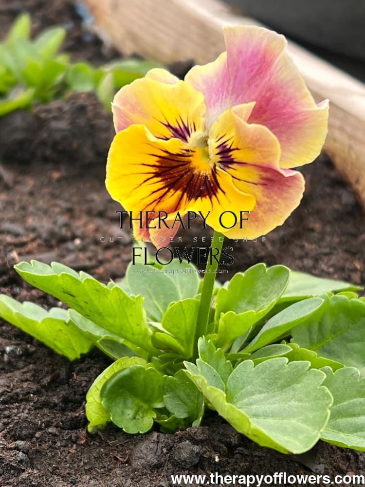 Viola cornuta Frizzle Sizzle Mini Tapestry | Horned Pansy therapyofflowers.com