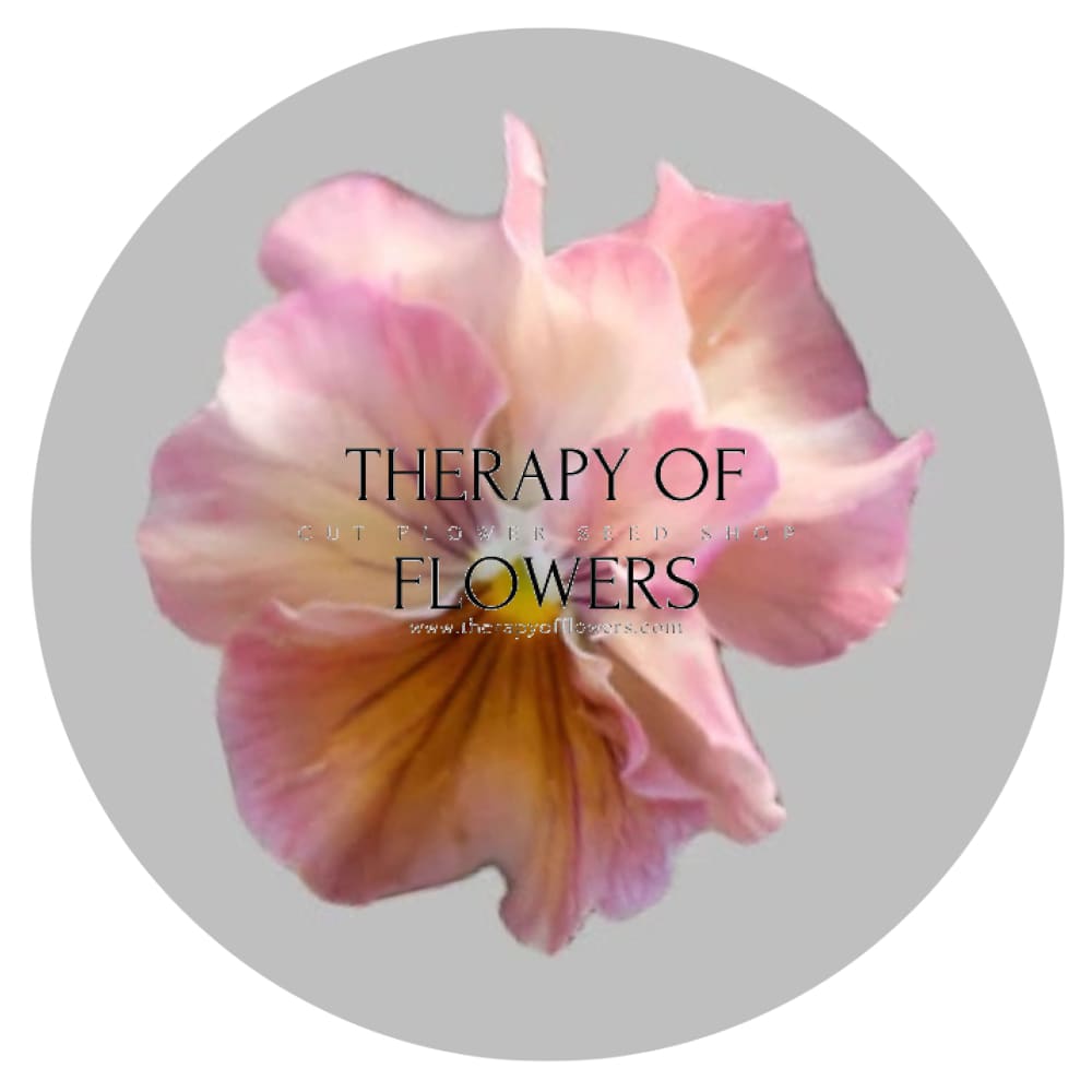 Viola x wittrockiana Chianti mixed F1 | Pansy therapyofflowers.com