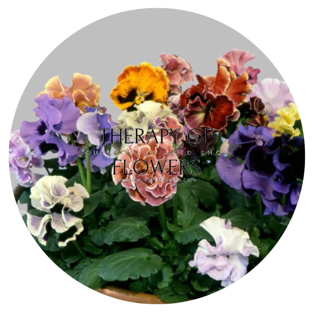 Viola x wittrockiana Flamenco Mixed F1 | Pansy therapyofflowers.com
