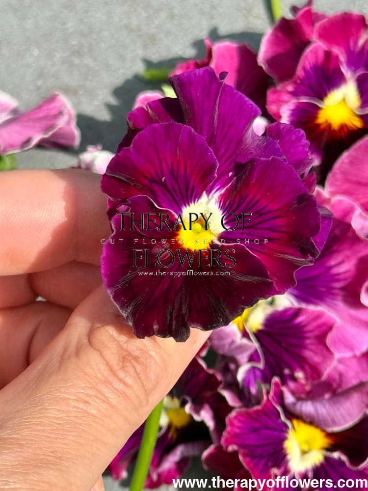 Viola x wittrockiana Flamenco Tricolor Rose F1 | Pansy therapyofflowers.com