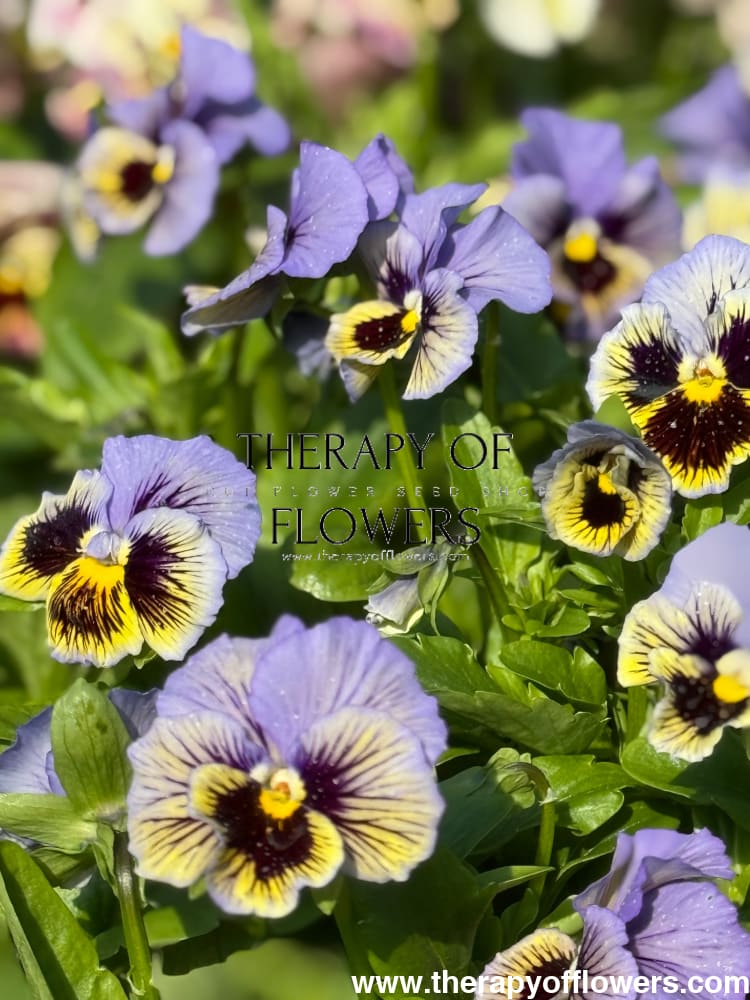 Viola x wittrockiana Frizzle Sizzle Yellow Blue Swirl therapyofflowers.com