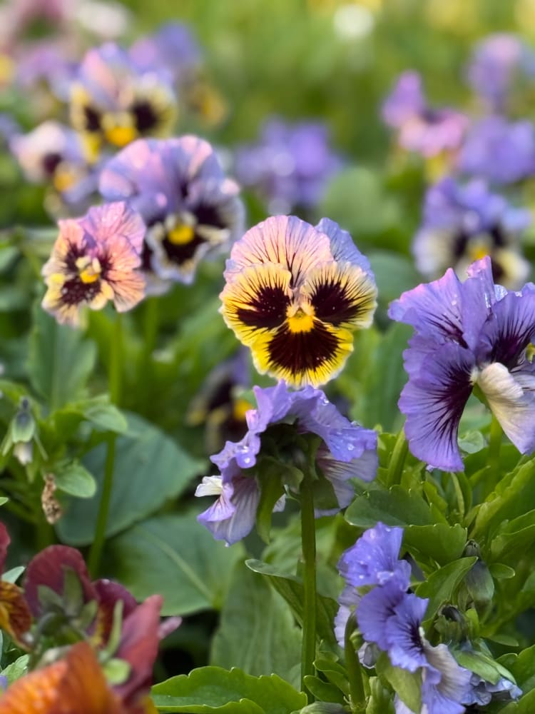 Viola x wittrockiana Frizzle Sizzle Yellow Blue Swirl therapyofflowers.com