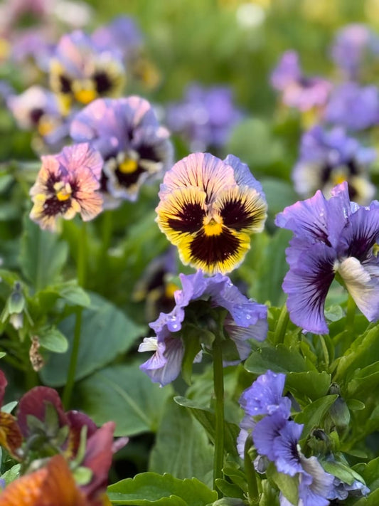 Viola x wittrockiana Frizzle Sizzle Yellow Blue Swirl therapyofflowers.com