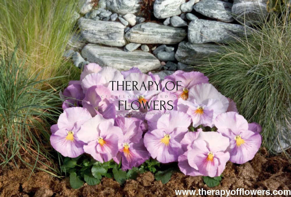 Viola x wittrockiana Inspire® Lavender Pink F1 | Pansy therapyofflowers.com
