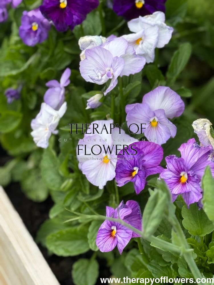 Viola x wittrockiana Inspire® Lilac Shades F1 | Spring or Autumn Pansy therapyofflowers.com