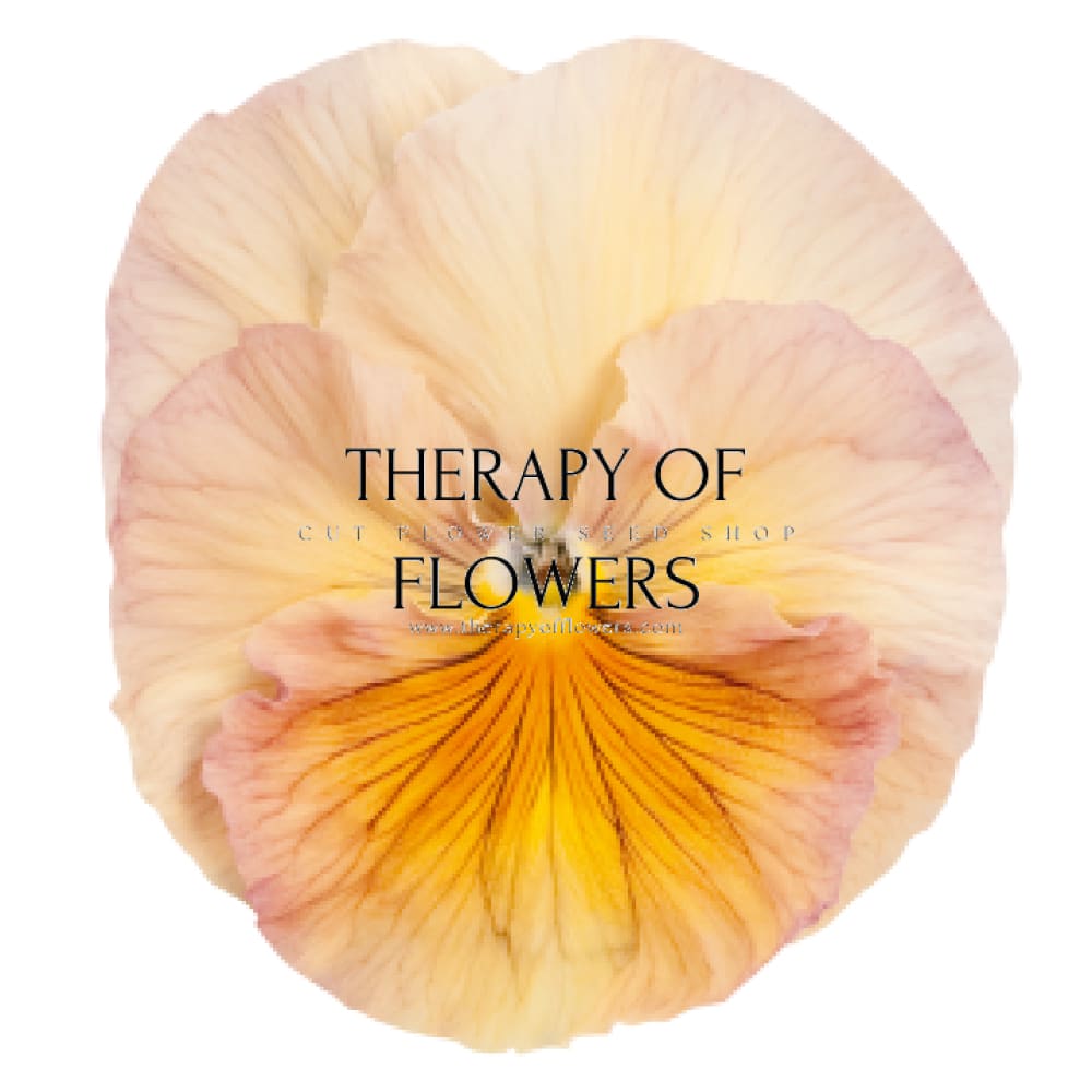 Viola x wittrockiana Inspire® Peach Shades F1 | Pansy therapyofflowers.com