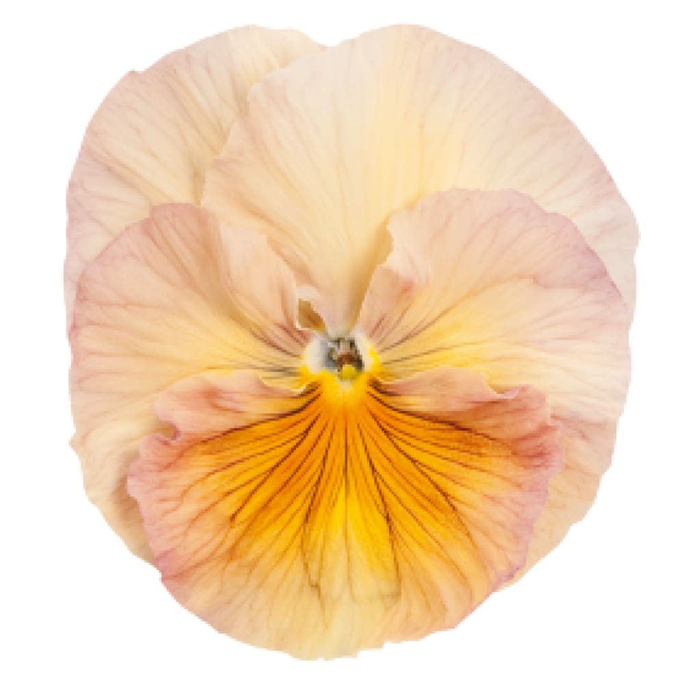 Viola x wittrockiana Inspire® Peach Shades F1 | Pansy therapyofflowers.com